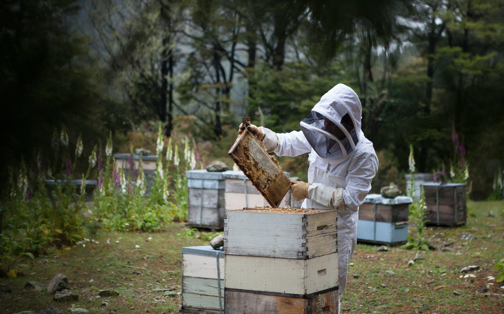 Maintaining New Bee Colonies (Video)